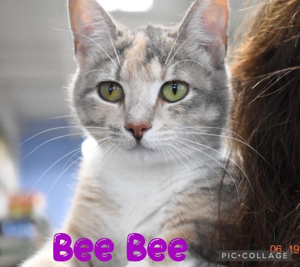 Bee Bee