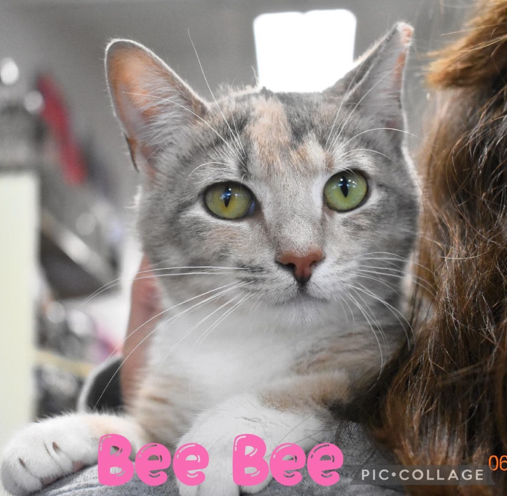 Bee Bee