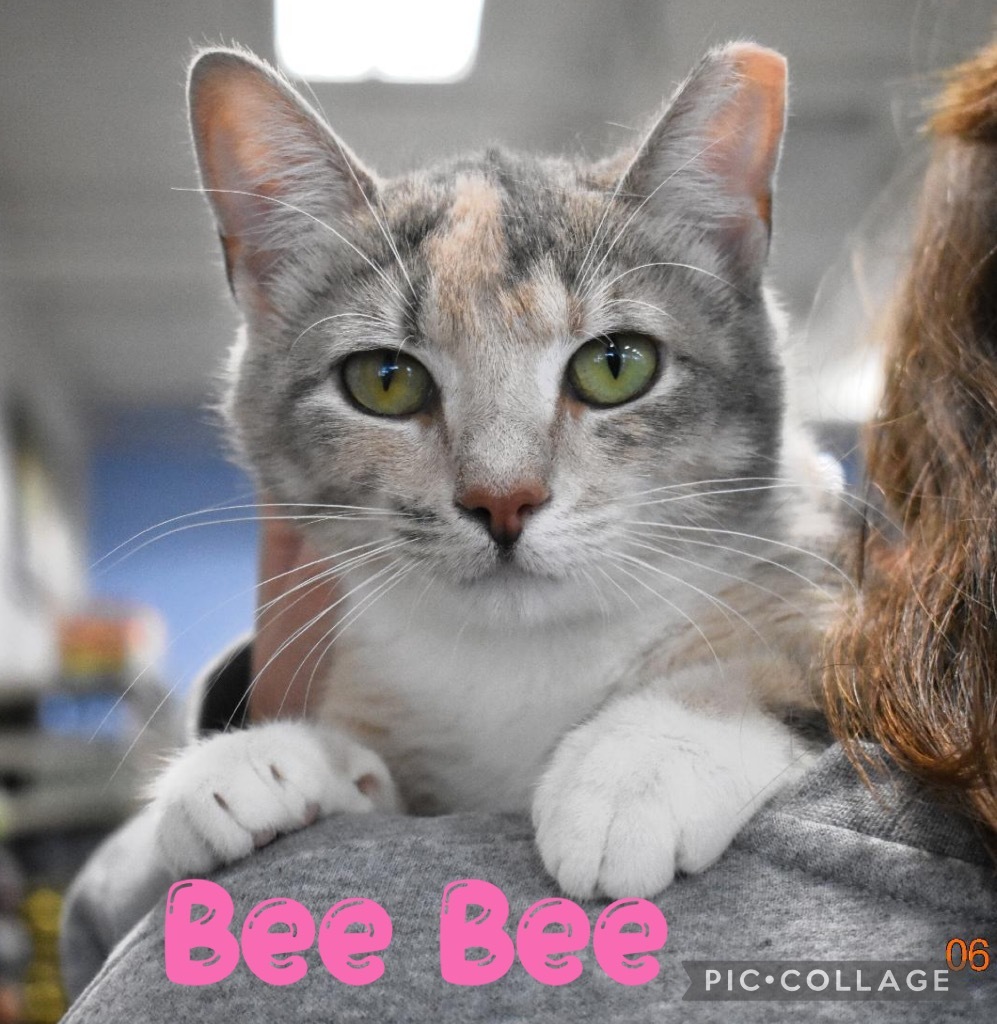 Bee Bee