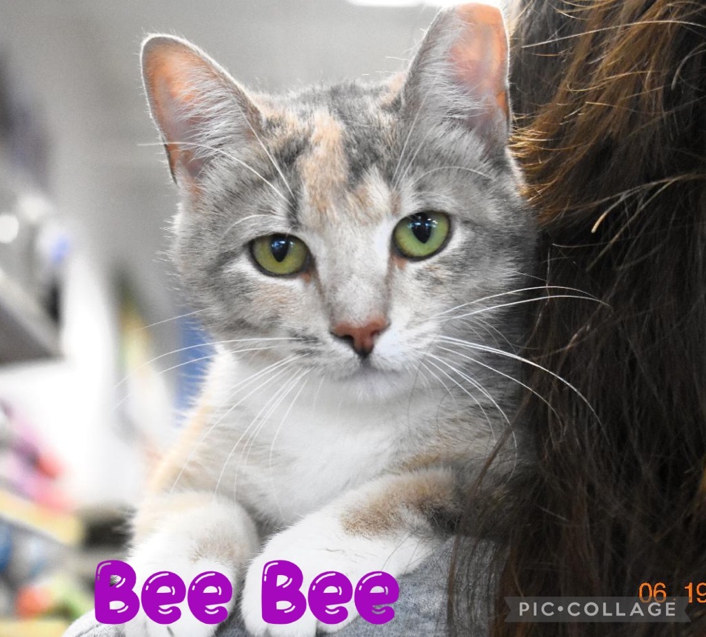 Bee Bee