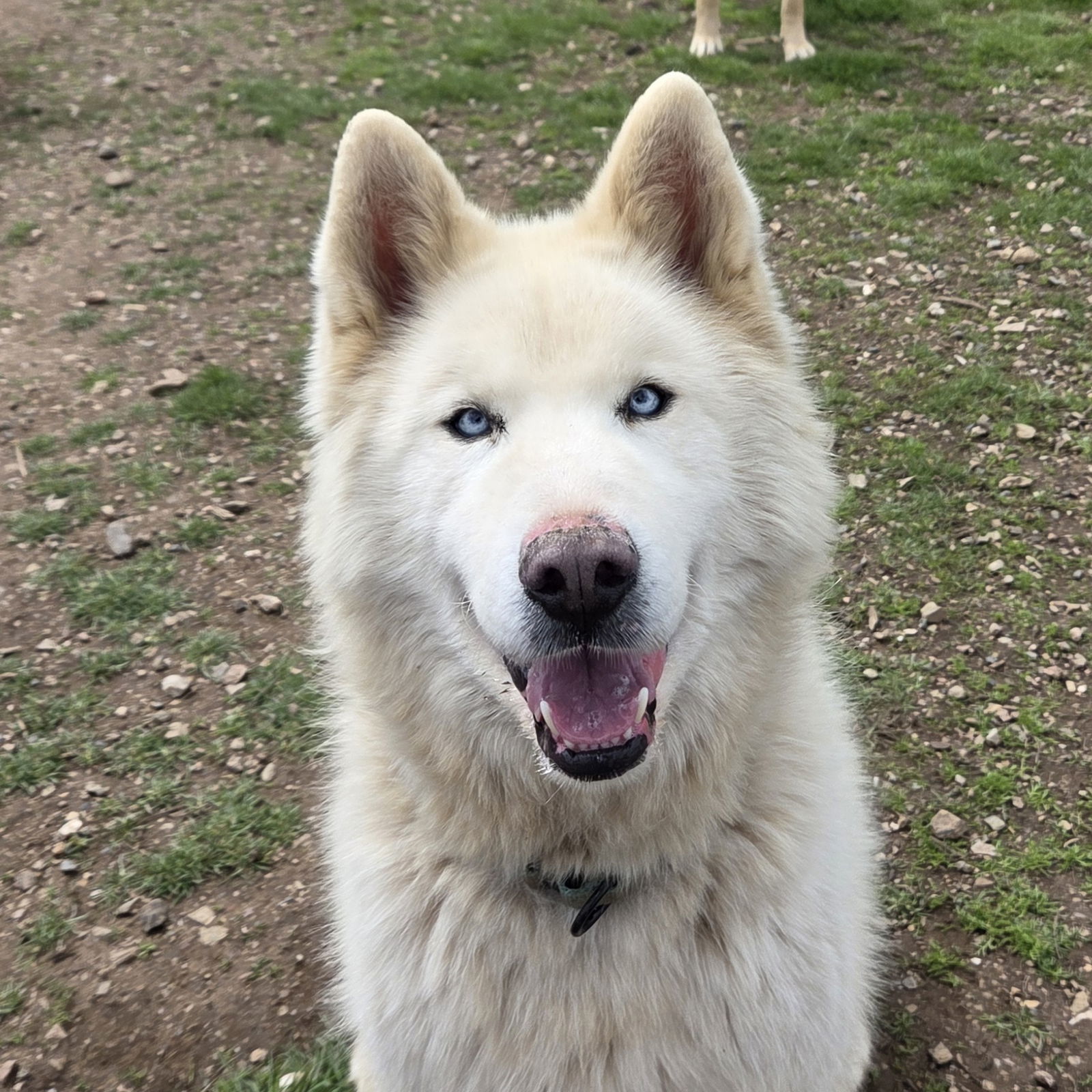 Cupcake, an adoptable Husky, Samoyed in Yreka, CA, 96097 | Photo Image 1