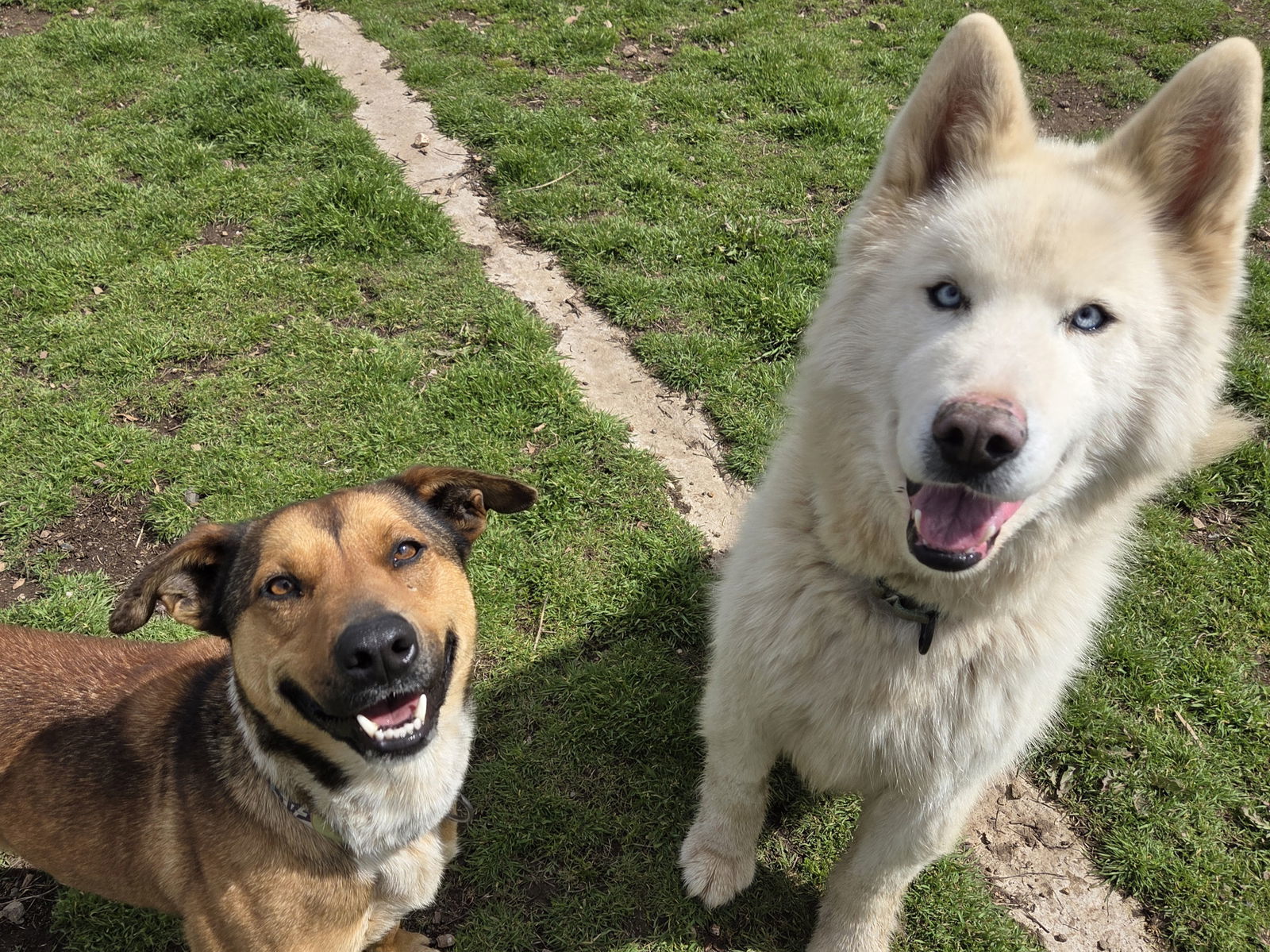 Cupcake, an adoptable Husky, Samoyed in Yreka, CA, 96097 | Photo Image 2