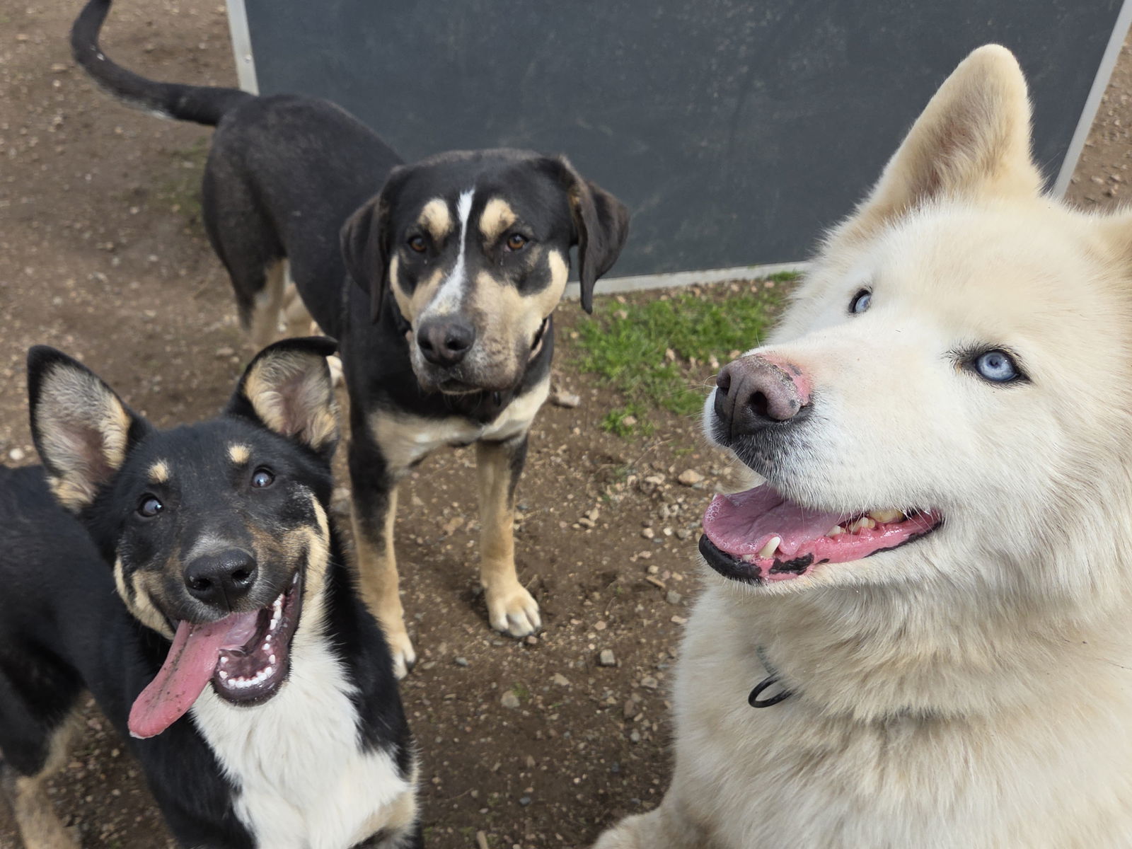 Cupcake, an adoptable Husky, Samoyed in Yreka, CA, 96097 | Photo Image 3