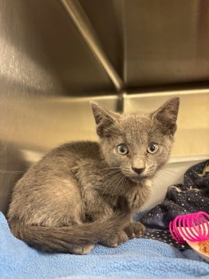Pebbles Domestic Short Hair Cat
