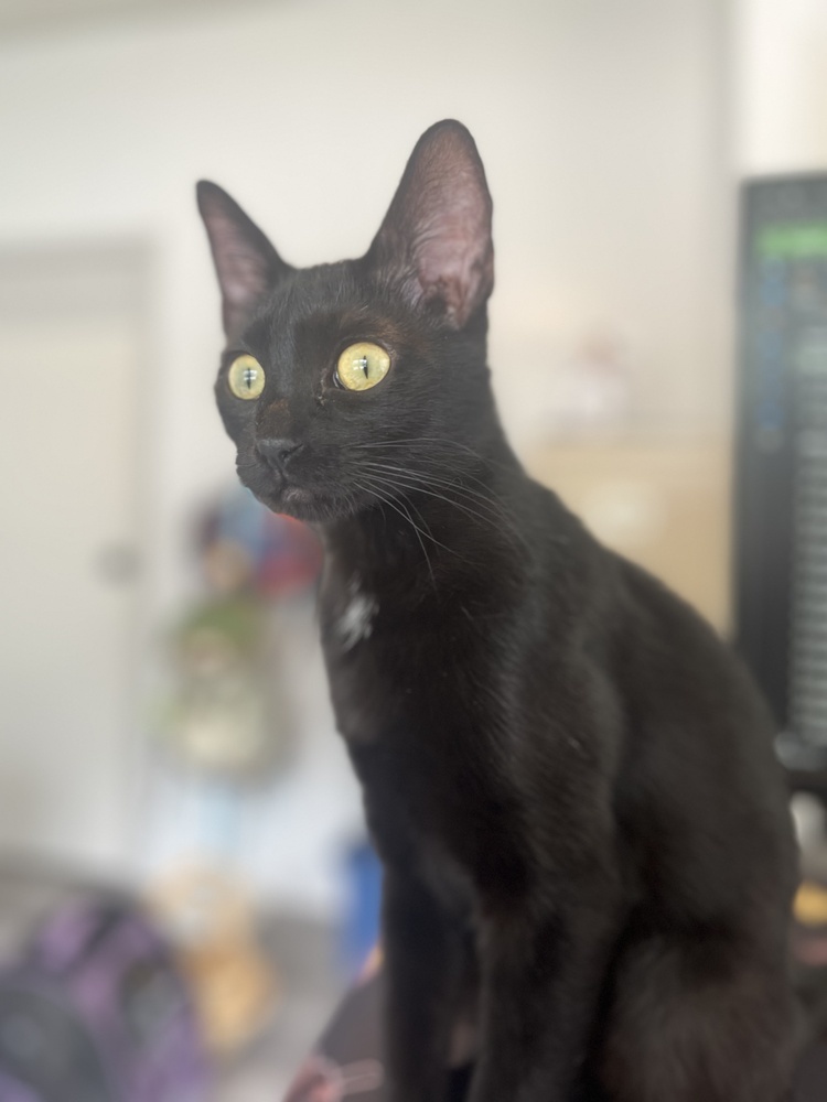Calliope