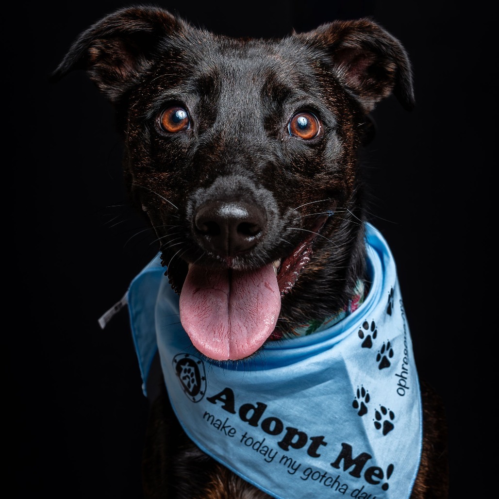 Lottie, an adoptable Mixed Breed, Affenpinscher in Alexandria, VA, 22309 | Photo Image 1