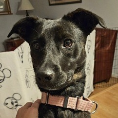 Lottie, an adoptable Mixed Breed, Affenpinscher in Alexandria, VA, 22309 | Photo Image 2