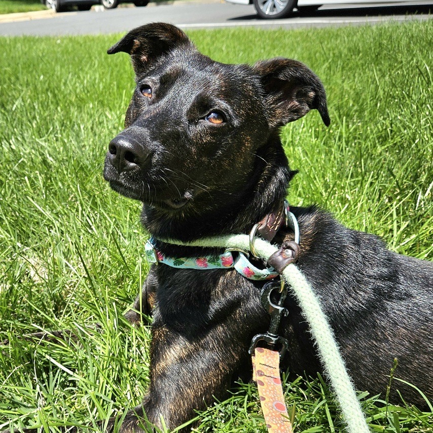 Lottie, an adoptable Mixed Breed, Affenpinscher in Alexandria, VA, 22309 | Photo Image 3