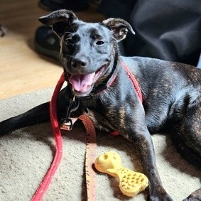Lottie, an adoptable Mixed Breed, Affenpinscher in Alexandria, VA, 22309 | Photo Image 4