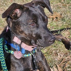 Lottie, an adoptable Mixed Breed, Affenpinscher in Alexandria, VA, 22309 | Photo Image 5