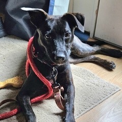 Lottie, an adoptable Mixed Breed, Affenpinscher in Alexandria, VA, 22309 | Photo Image 6