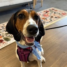 Trixie, Adult Female Treeing Walker Coonhound