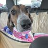 Trixie photo 5