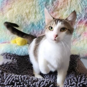 Asia (Asia Kittens Mom), Young Female Domestic Short Hair