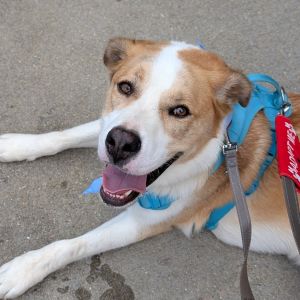 Buzz, Adult Male Husky