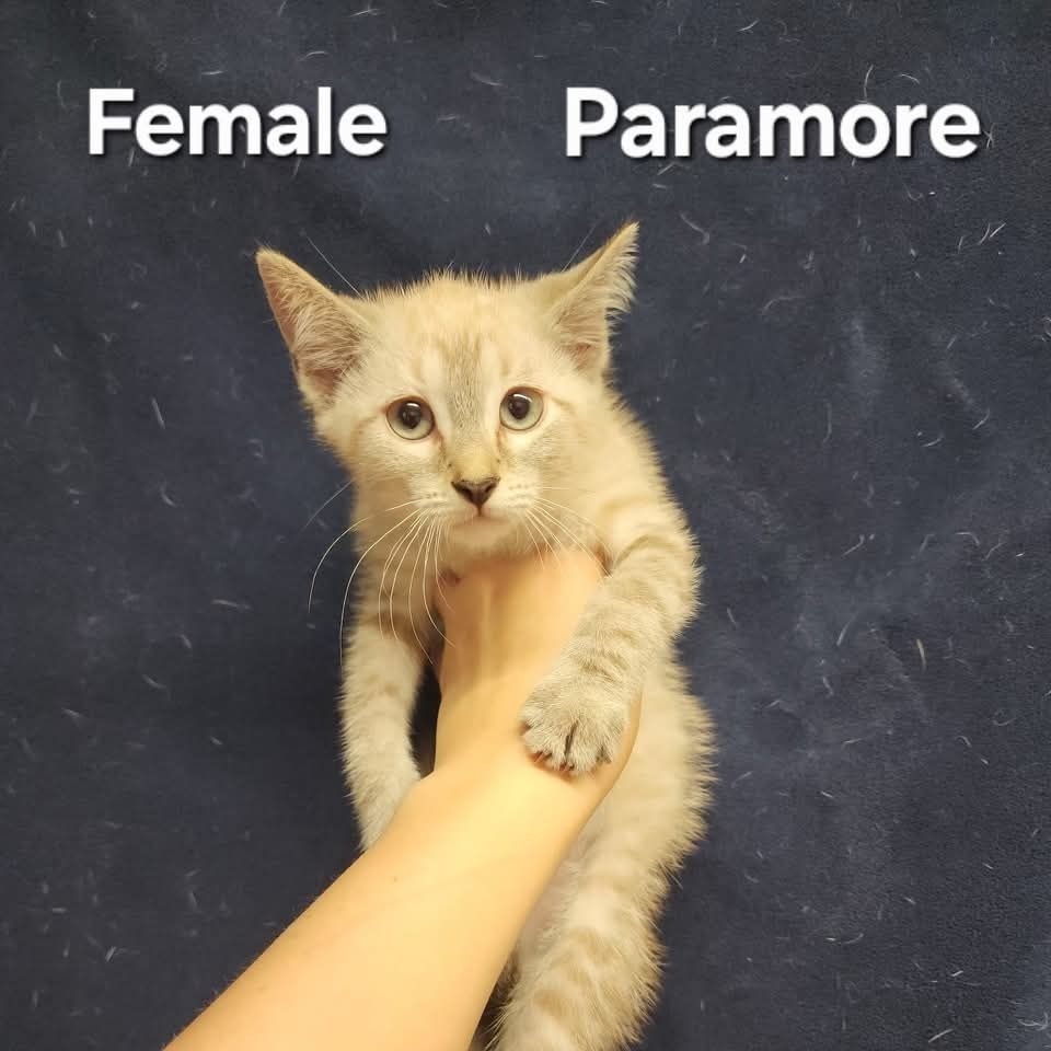 Paramore