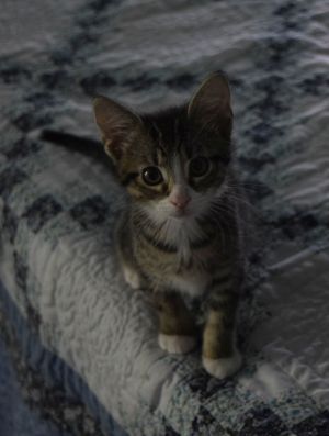 Diesel, Baby Male Domestic Short Hair
