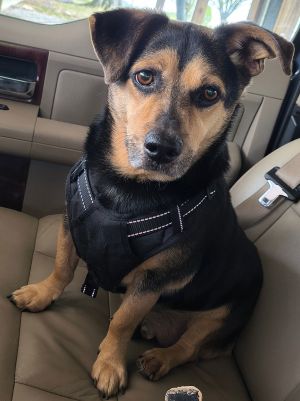 Jackson, Adult Male Dachshund