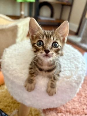 Terms, Baby Male Domestic Short Hair