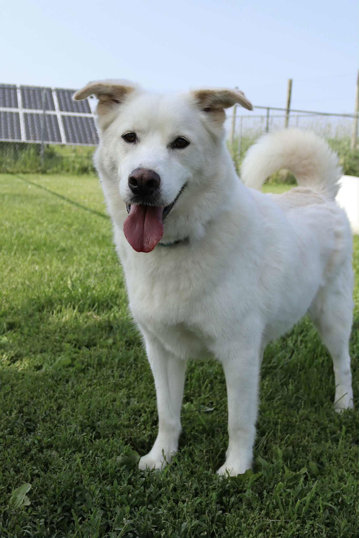 Duke