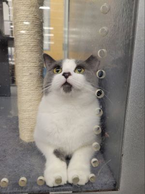 Sabrina, Young Female Domestic Short Hair