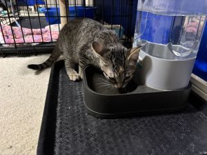 Damia, Baby Female Tabby