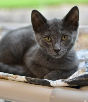 Julian Domestic Short Hair Cat