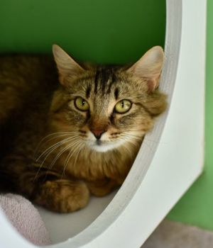 Fluffy Domestic Long Hair Cat