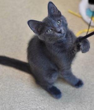 Jake Domestic Short Hair Cat