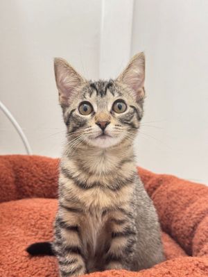 Jenny Domestic Short Hair Cat