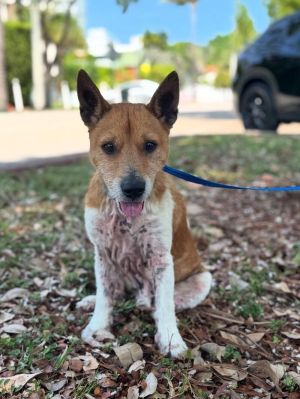 Tito Mixed Breed Dog