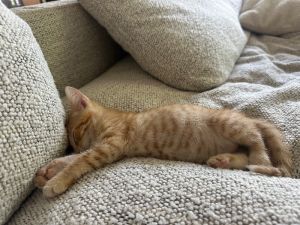 Jerry Domestic Short Hair Cat