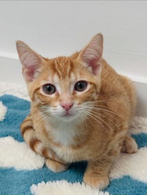 Jerry Domestic Short Hair Cat