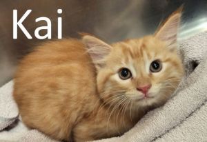 Kai, Baby Male Domestic Long Hair