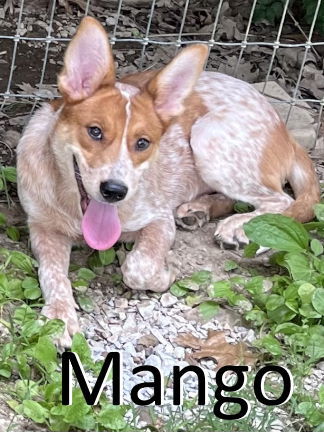 Mango