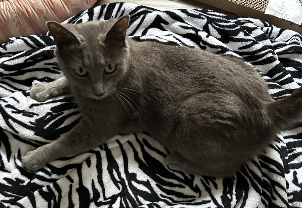 Slate