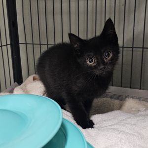 Andy, Baby Male Domestic Short Hair
