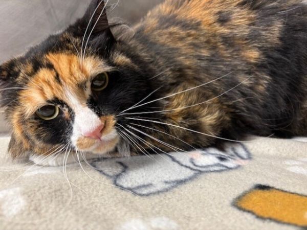 Pet Image
