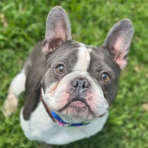 Rooney French Bulldog Dog