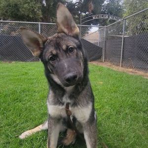 Ranger Shepherd Dog
