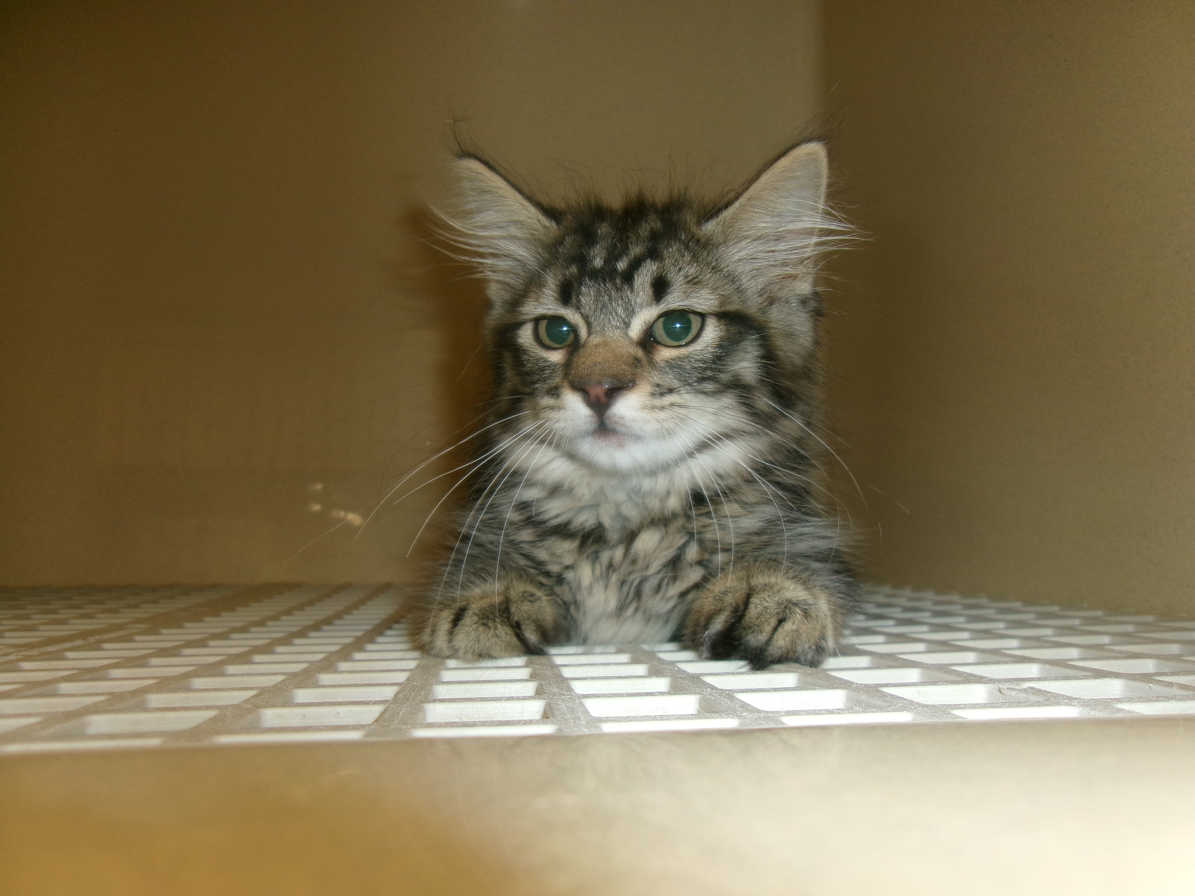 Toby, an adoptable Domestic Medium Hair in Clovis, NM, 88101 | Photo Image 1
