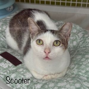 Scooter, Young Male Domestic Short Hair