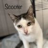 Scooter photo 2