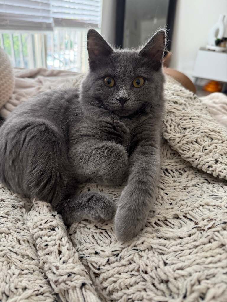 Juniper