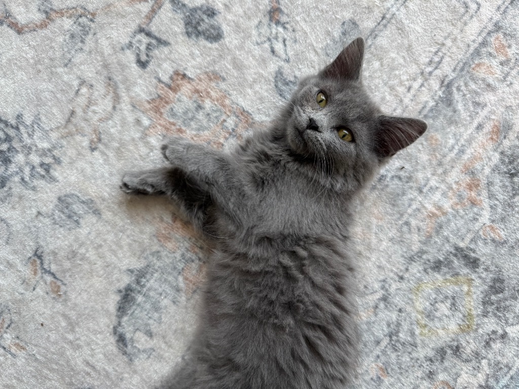 Juniper