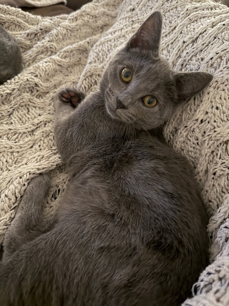 Beau