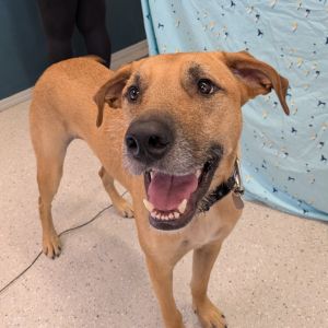 Remy, Adult Male Mixed Breed