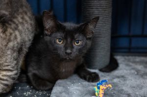 Peaks, Baby Male Domestic Short Hair