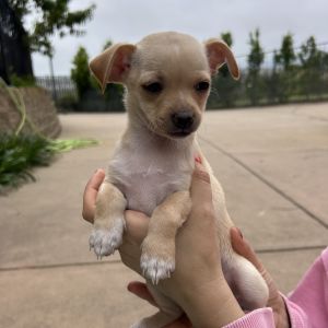 Charlie pup, Baby Female unknown
