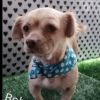 Bobbie photo 1